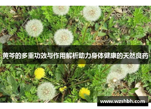 黄芩的多重功效与作用解析助力身体健康的天然良药