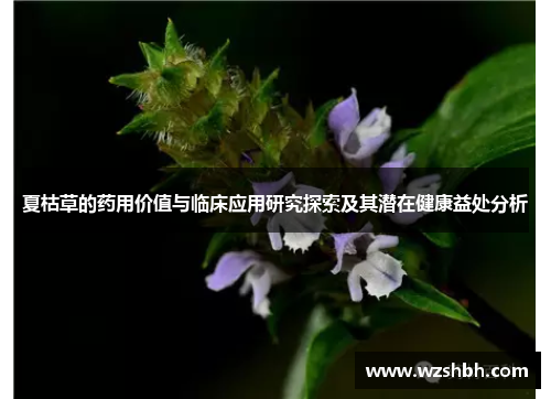 夏枯草的药用价值与临床应用研究探索及其潜在健康益处分析