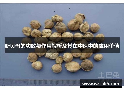浙贝母的功效与作用解析及其在中医中的应用价值